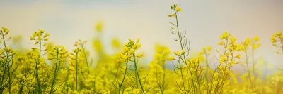 OSR crop