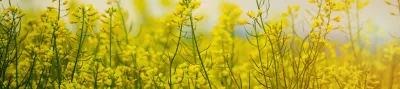 OSR crop