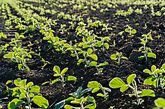  Culture du soya
