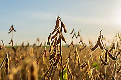  Boîtes d’herbicides