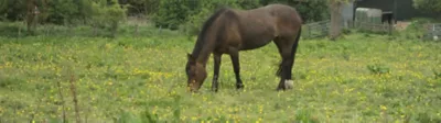 Paddocks