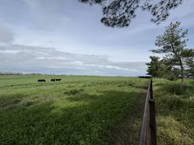 pasture fence row, black cows