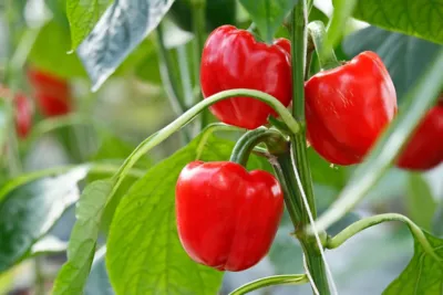 Pepper Banner