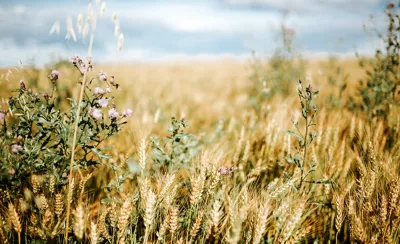 weedy field