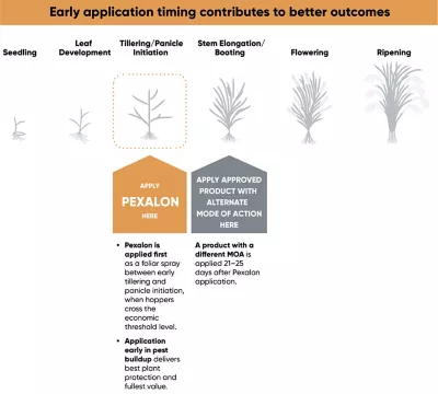 Pexalon_Infographic_V02