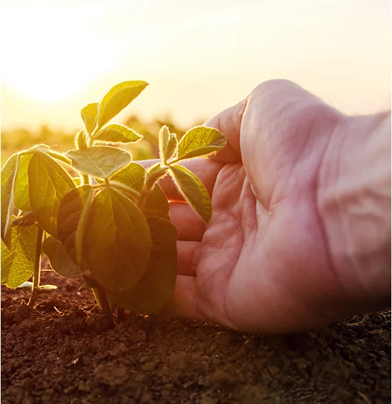 Imagen mano sosteniendo planta