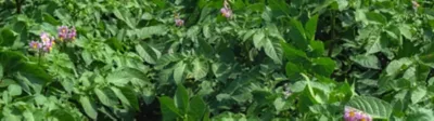 Potatoes