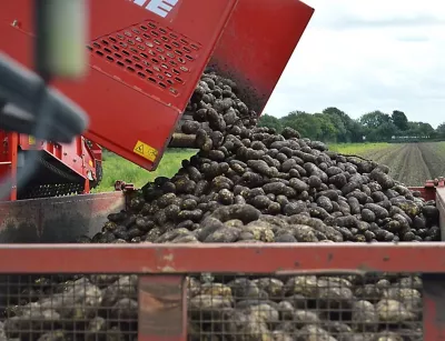 Potatoes