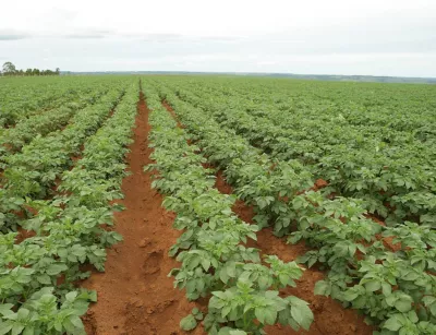 Sugar beet rows