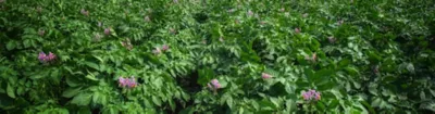 Potatoes