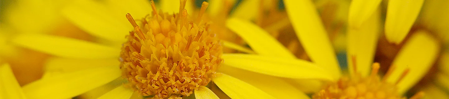 ragwort flower