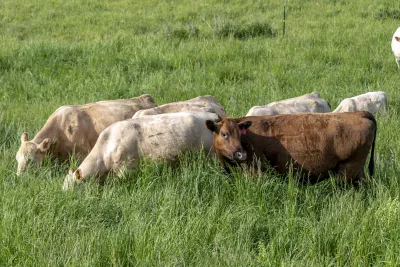 Red angus and Charolais cattle