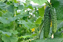 IMG-Reklemel-Supporting-9-Cucumber-Global