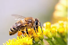 IMG-Reklemel-Supporting-Image-19-honey_bee-Global