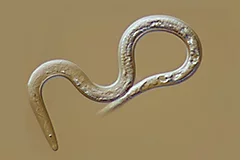 meloidogyne incognita