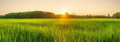 Rice field
