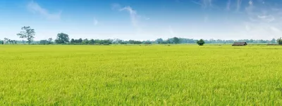 Rice plant field