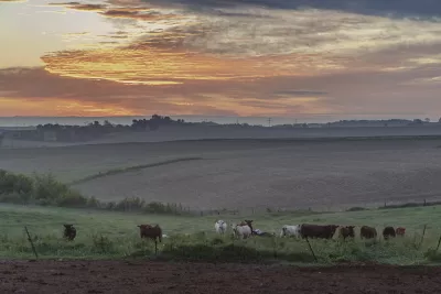 rolling hills with cattle