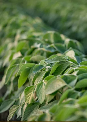 Imgen en primer plano de un campo de soja
