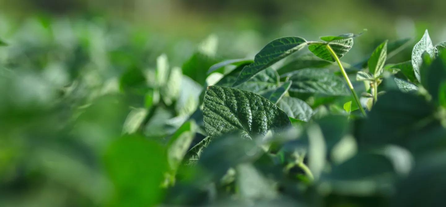 soybeans