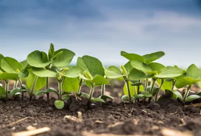 Young green seedlings growing in fertile soil outdoors