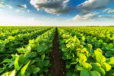 Soilbean field
