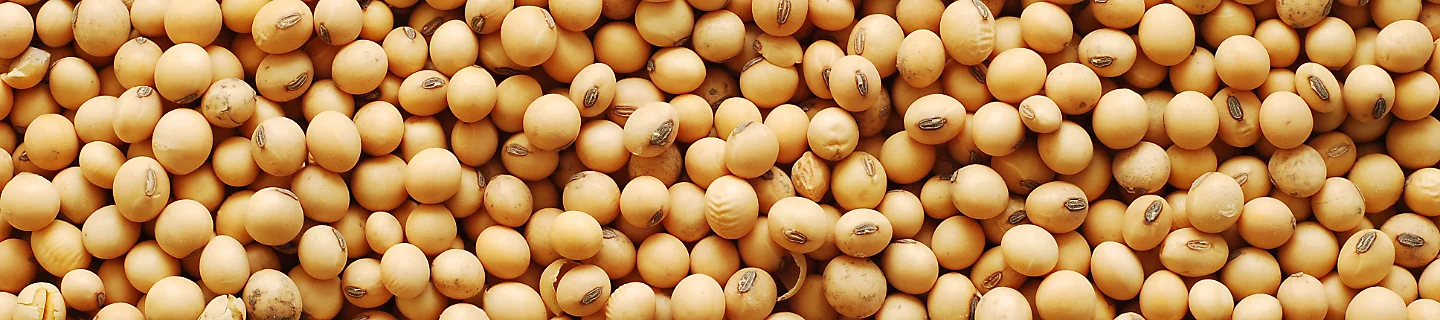 soy beans
