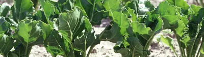 Sugar-Beet