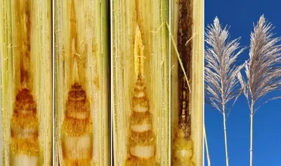 Sugarcane stalks