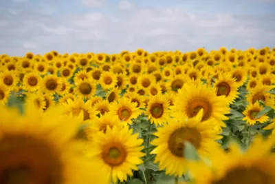 Girasol