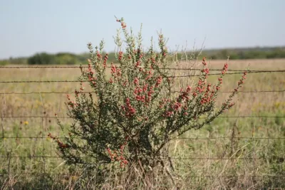 tasajillo