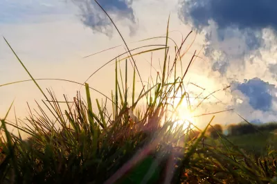 UltiGraz sunflare in grass