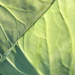 cabbage close up