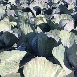 cabbage plants