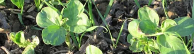 Volunteer-Beans