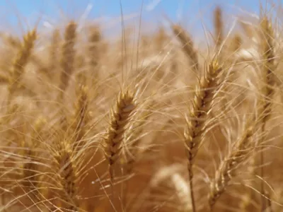 Wheat