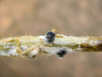 White mold
