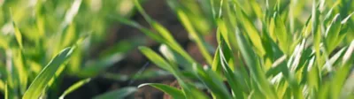 Brome