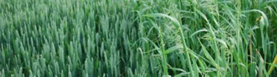 Wild-Oats