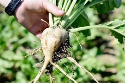 sugarbeet