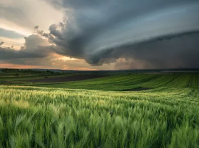 field of cereals
