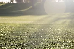 Turf and Ornamental