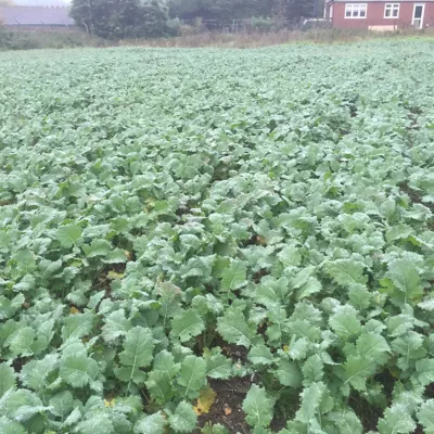 Oilseed rape field