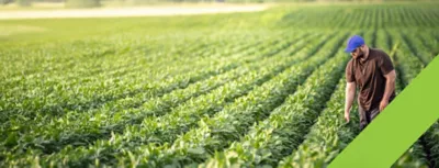 man walking a soybean field
