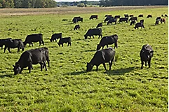 Grazing black angus cattle