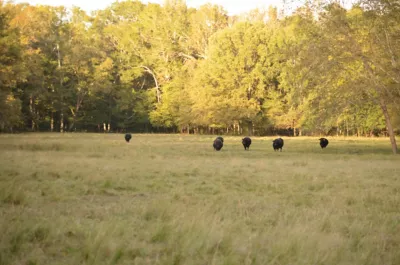 black cattle grazing in pasture along treeline