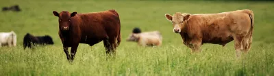 Brown and tan cows in a grassy pasture