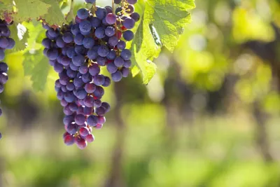 a bunch of purple grapes