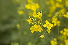 canola close up