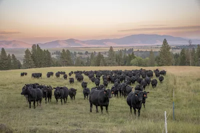 grazing cattle in Montana